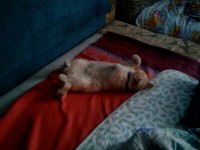 Lenovo_A1000_IMG_20190109_153057.jpg
