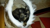 MyCat.jpg